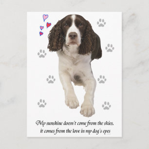 English Springer Spaniel Dog Postkarte