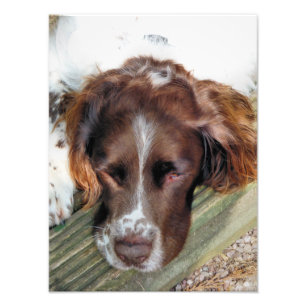 ENGLISH SPRINGER SPANIEL FOTODRUCK
