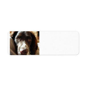 english springer spaniel liver.png