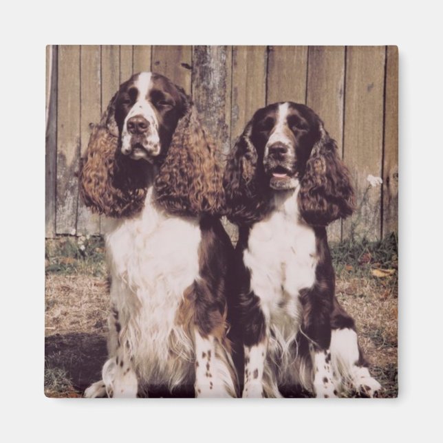 English Springer Spaniel Magnet (Vorne)