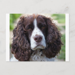 english springer spaniel.png postkarte