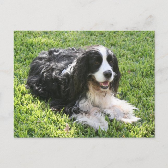 English Springer Spaniel — Postcard Postkarte (Vorderseite)