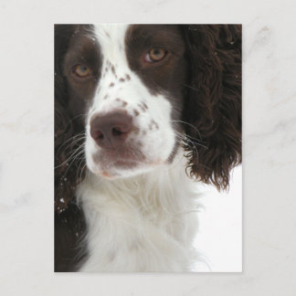 English Springer Spanisch - Field Bred Postkarte