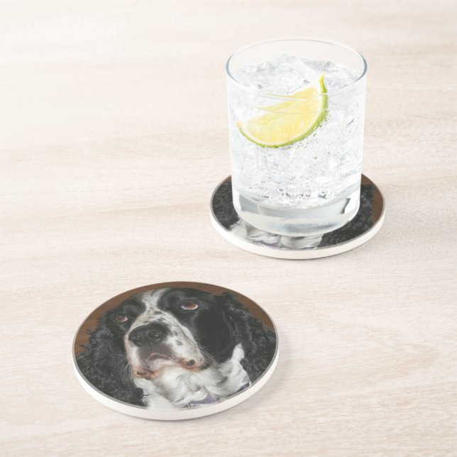 English Springer Spanisch Pet Foto Sandstone Getränkeuntersetzer (Seite)