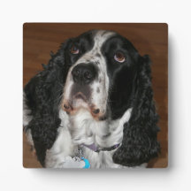 English Springer Spanisch Pet Foto Square