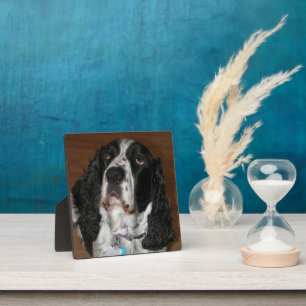 English Springer Spanisch Pet Foto Square Fotoplatte