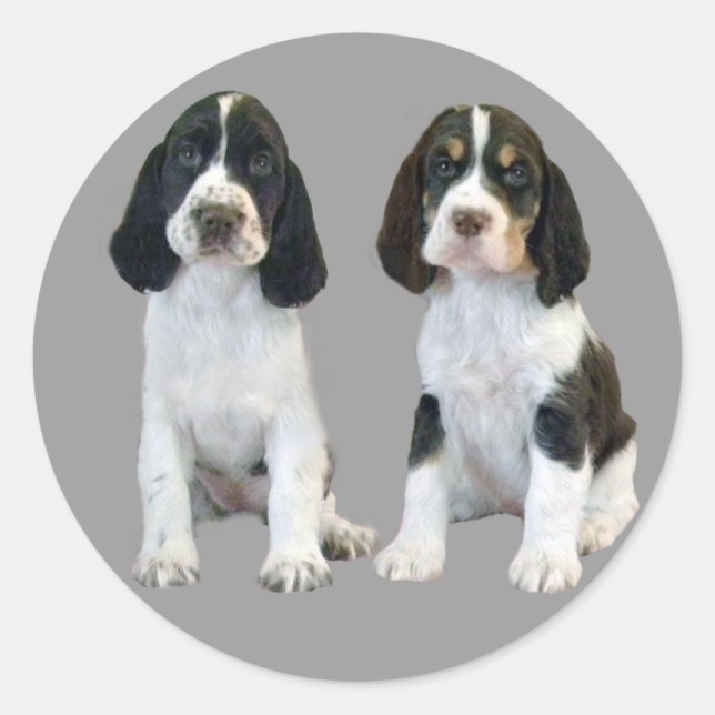 English Springer Spanisch Puppies Sticker (Vorderseite)