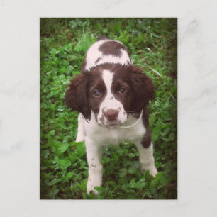 English Springer Spanisch Puppy Card Postkarte
