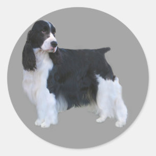 English Springer Spanisch Sticker