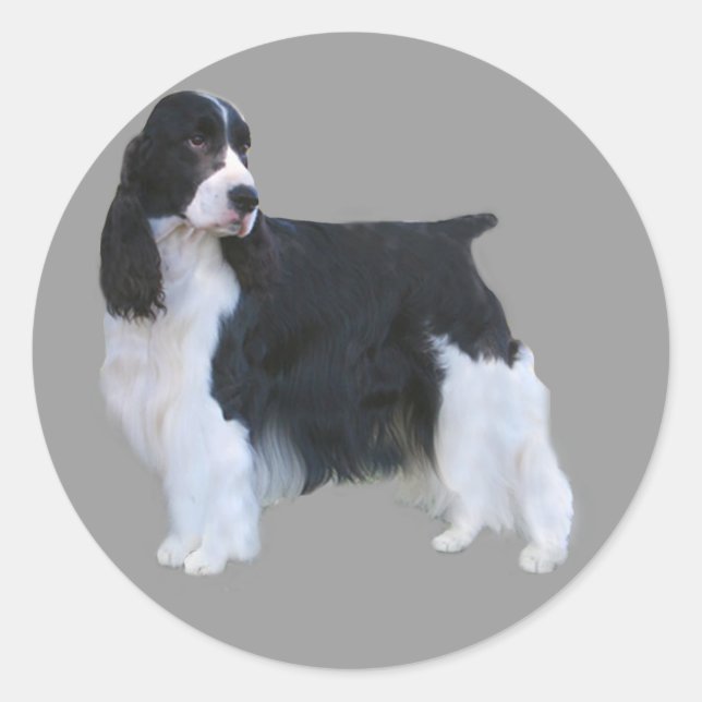 English Springer Spanisch Sticker (Vorderseite)