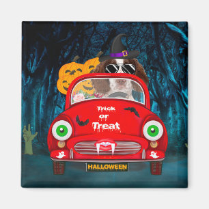 English Springer Spanischer Hund Car Beängstigend  Magnet