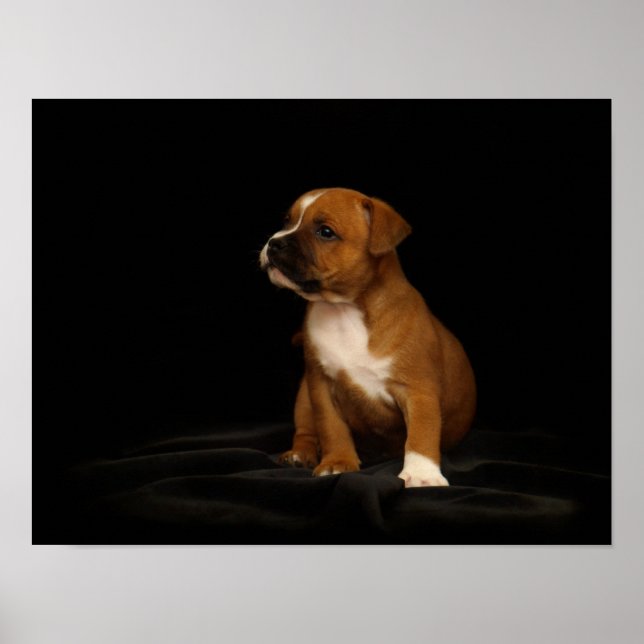 English Staffordshire Puppy Poster (Vorne)