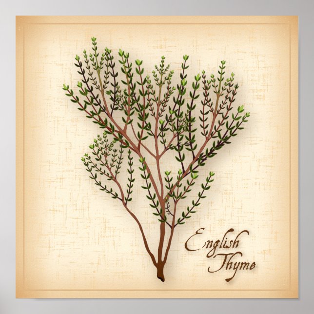 English Thyme Herb Poster (Vorne)