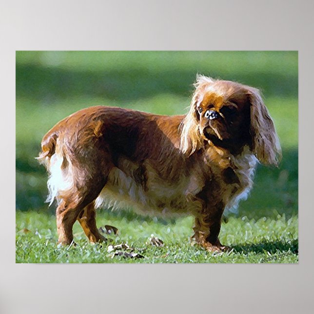 English Toy Spaniel Dog Poster Print (Vorne)