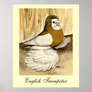 English Trumpeter Pigeon Yellow Magpie Poster