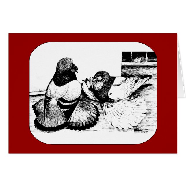 English Trumpeter Pigeons (Vorderseite (Horizontal))