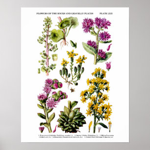 English Wild Blume Nr. 12 Botanical Illustration Poster