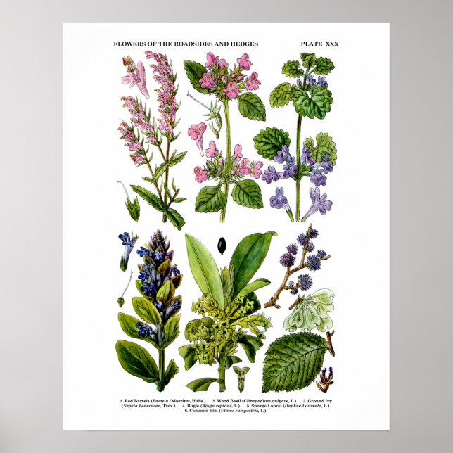 English Wildflower Art Print no. 8 Botanical Art Poster (Vorne)