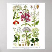 English Wildflowers Botanical art print no. 4
