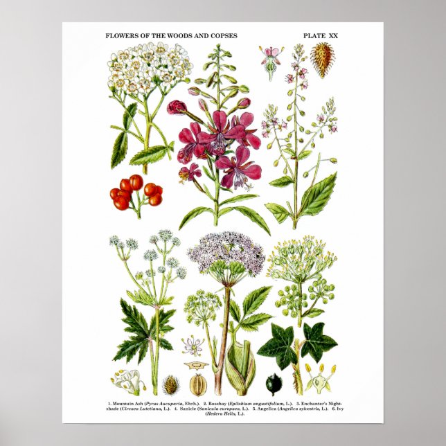 English Wildflowers Botanical art print no. 4 Poster (Vorne)