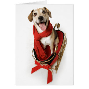 Enormes glückliches Lächeln auf dem Gesicht des