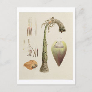 Ensete No. 10, früher James Bruce zugeschrieben Postkarte