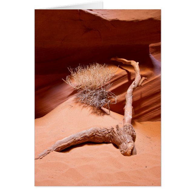 Entdecken Sie Arizona (Vorne)