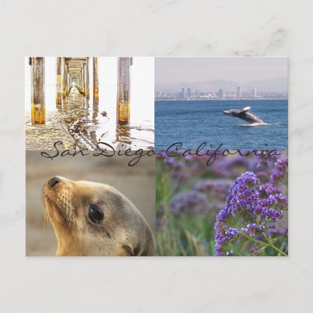 Entdecken Sie San Diego Postkarte (Vorderseite)