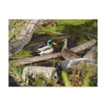 Entdeckungs-Park-Enten