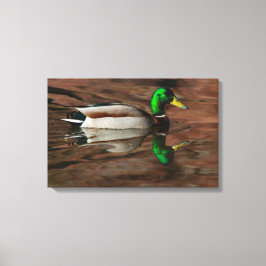 Ente am Colorado River Wrapped Canvas Leinwanddruck