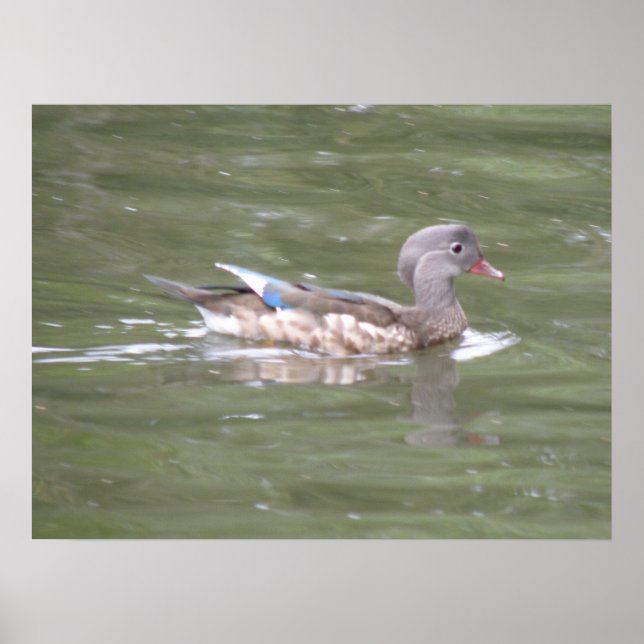 Ente am Lago Print Poster (Vorne)