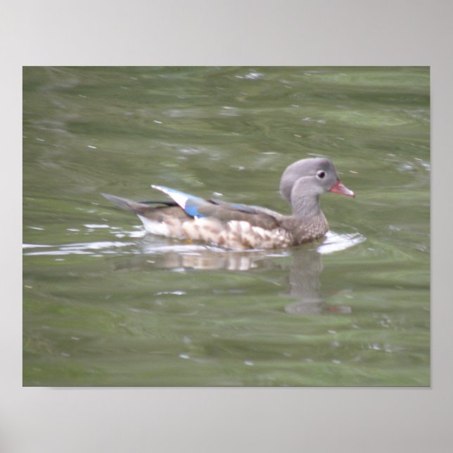 Ente am Lago Print Poster (Vorne)