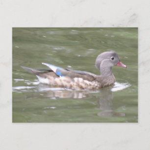 Ente am Postkartensee Postkarte