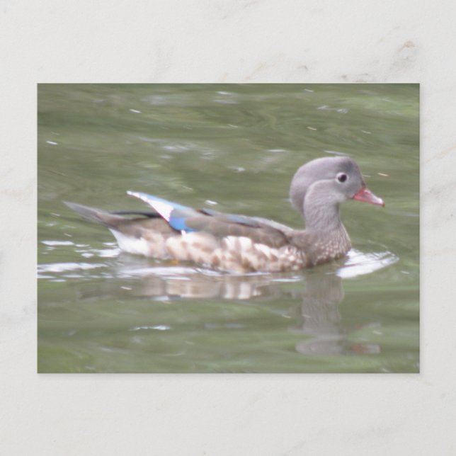 Ente am Postkartensee Postkarte (Vorderseite)