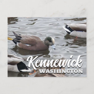 Ente, American Wigeon, Bird, Kennewick, WA Postkarte