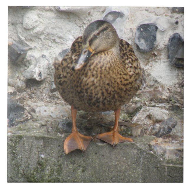 Ente an der Wand Fliese (Vorderseite)