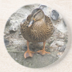 Ente an einem Wall-Untersetzer Untersetzer