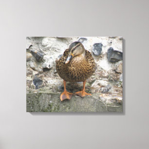 Ente an einer Wand, Canvas Print Leinwanddruck