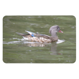 Ente auf dem Lago Premium Magnet