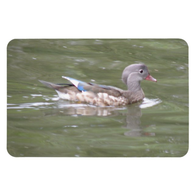 Ente auf dem Lago Premium Magnet (Horizontal)