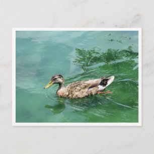 Ente auf dem See Wildlife-Fotografie Postkarte