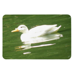 Ente auf dem Wasser Premium Magnet