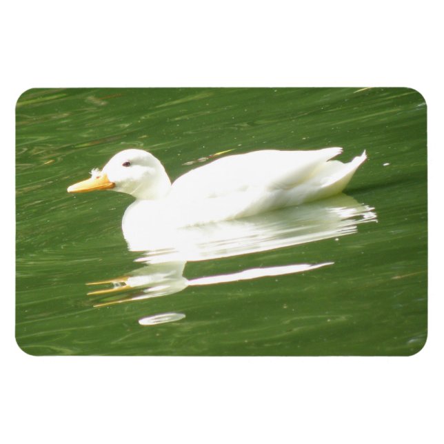 Ente auf dem Wasser Premium Magnet (Horizontal)