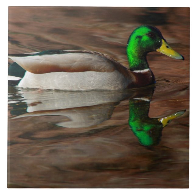 Ente auf der der Colorado-Fliese Fliese (Vorderseite)