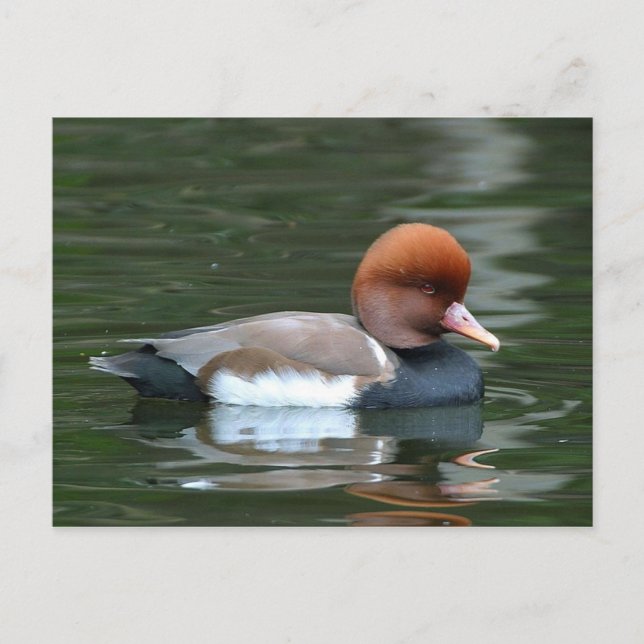 Ente auf der Postkarte (Vorderseite)