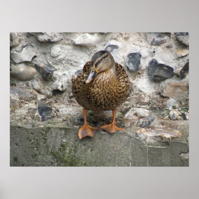 Ente auf einem Wall-Poster Poster (Vorne)