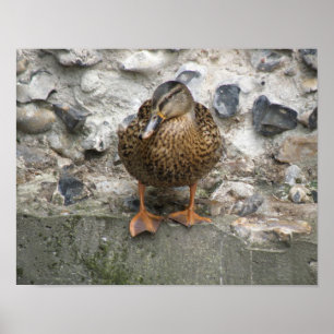 Ente auf einem Wall-Poster Poster