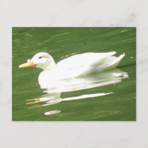 Ente auf Wasser Postkarte