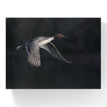 Ente aus dem Schatten