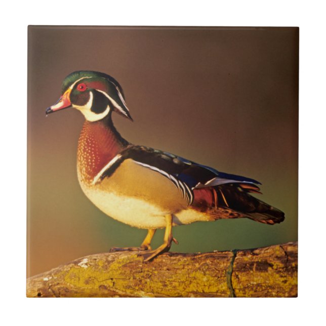 Ente aus männlichem Holz, Illinois Fliese (Vorderseite)